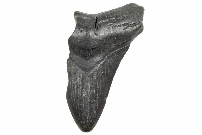 Partial Megalodon Tooth - South Carolina #320712